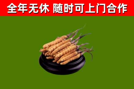 伊州回收冬虫夏草